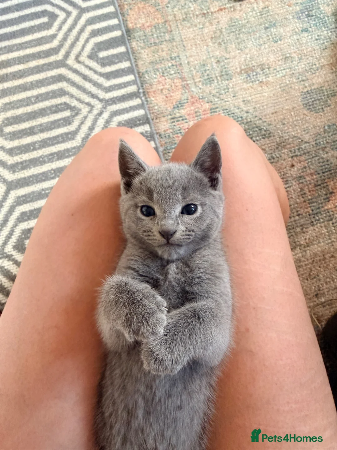 Russian Blue cats for sale: Pure Russian Blue kittens  - Advert 1