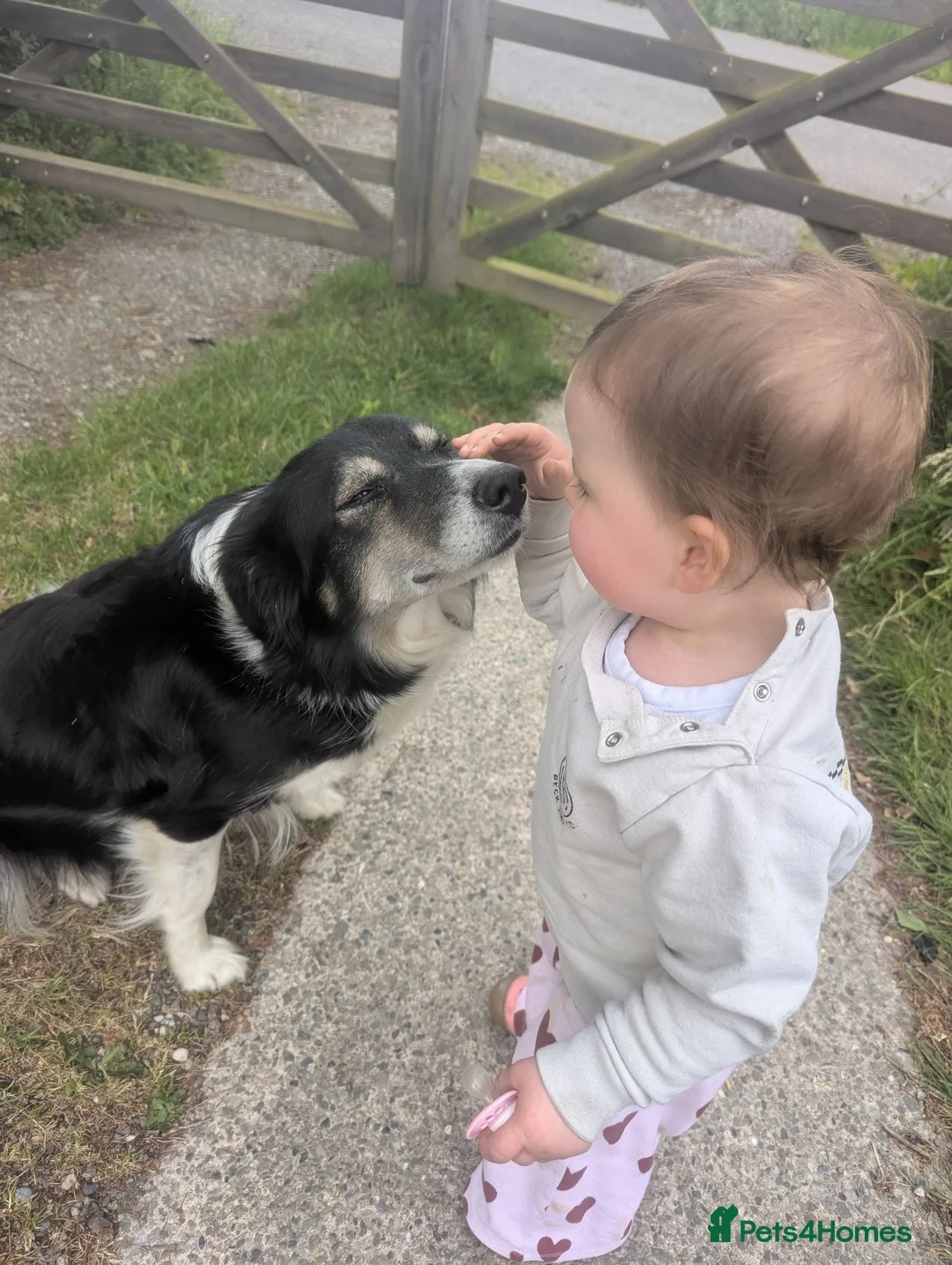 Mixed Breed dogs for sale: Gorgeous golden collie puppies 💕🐶 - Advert 2