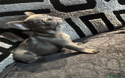 French Bulldog dogs for sale: French bulldogs , one fluffy (like his mum)  - Image 27