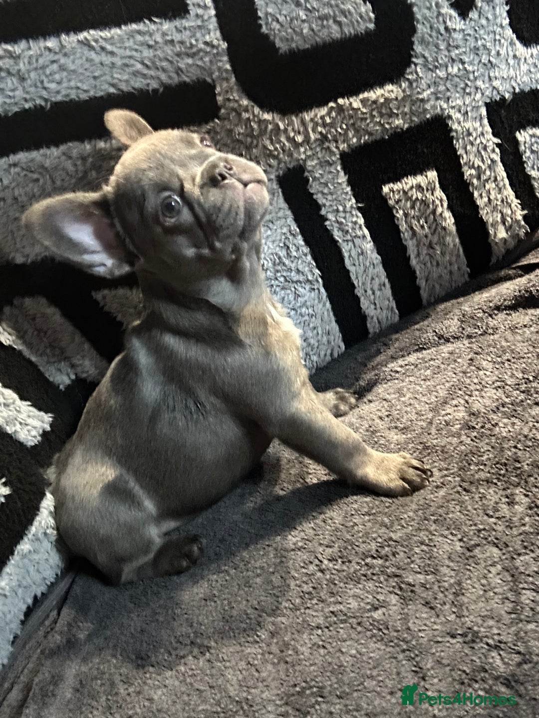 French Bulldog dogs for sale: French bulldogs , one fluffy (like his mum)  - Image 27