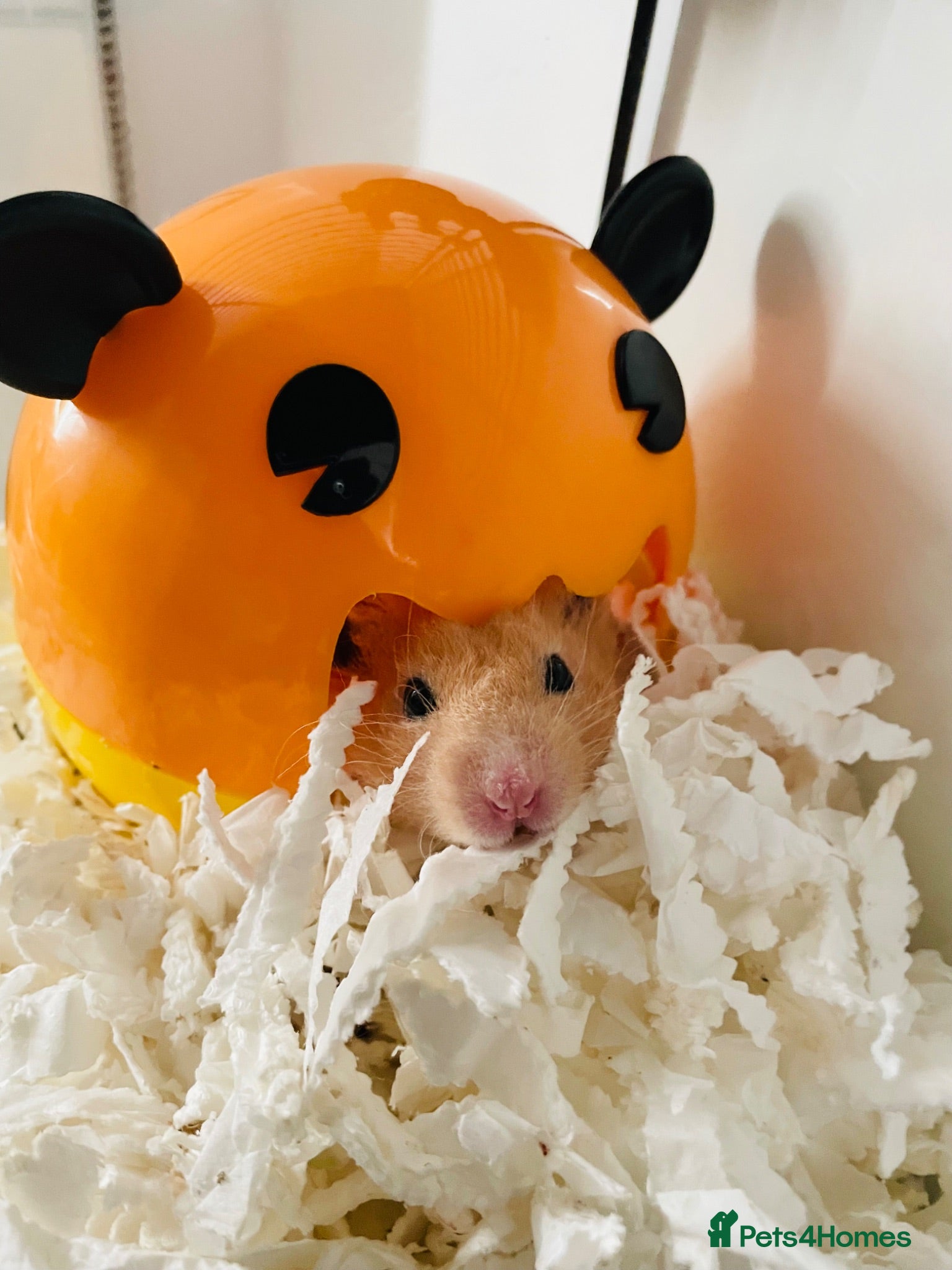 Hamster rodents Marvin The Hamster - Advert 13