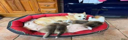 Welsh Corgi Pembroke dogs for sale: KC Registered Pembroke Welsh Corgi Puppies - Advert 5
