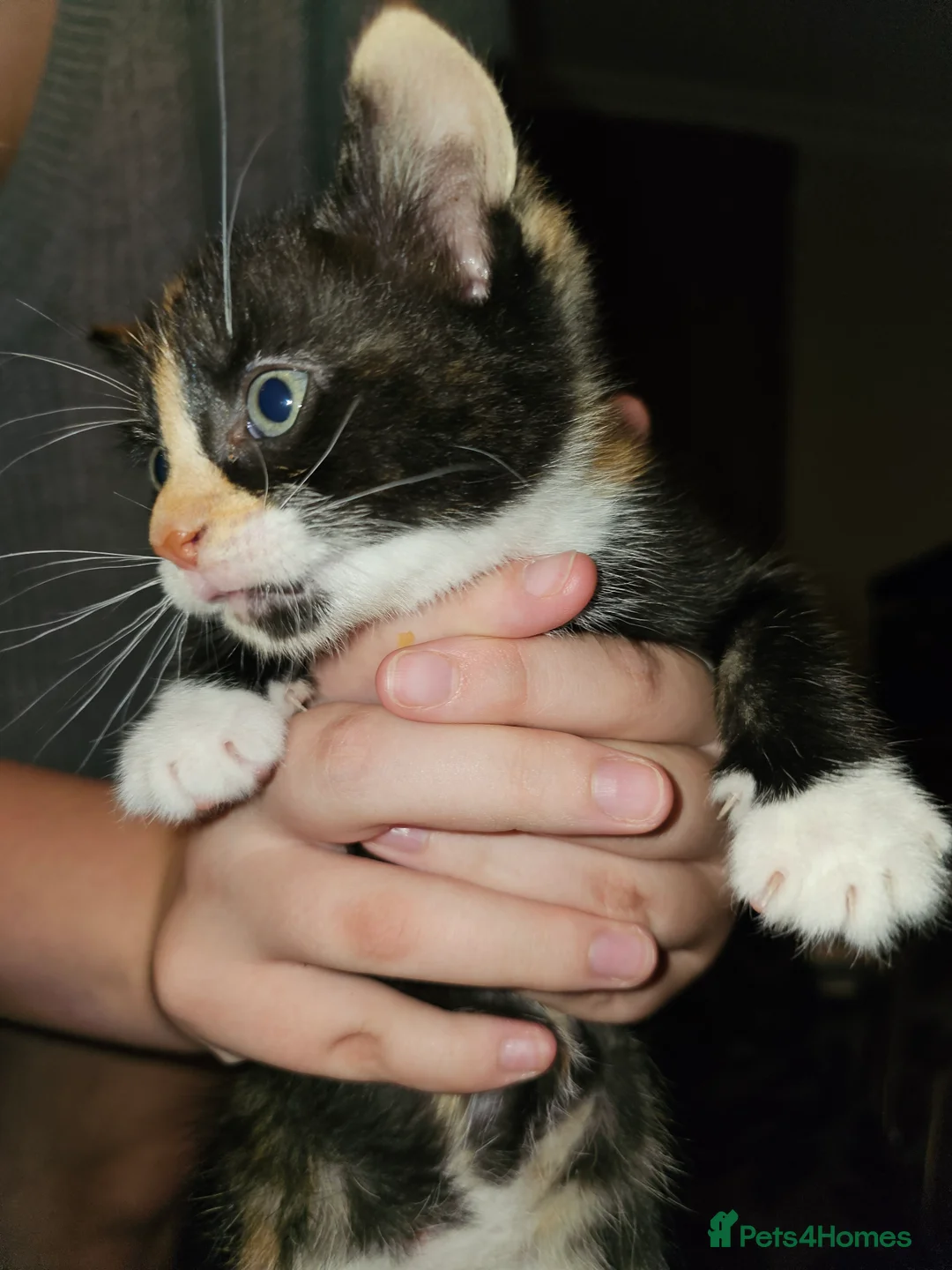 Mixed Breed cats for sale: Lovely kittens  - Advert 2