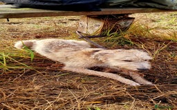 Lurcher dogs for sale: Male bedlington whippet x collie greyhound  - Advert 3