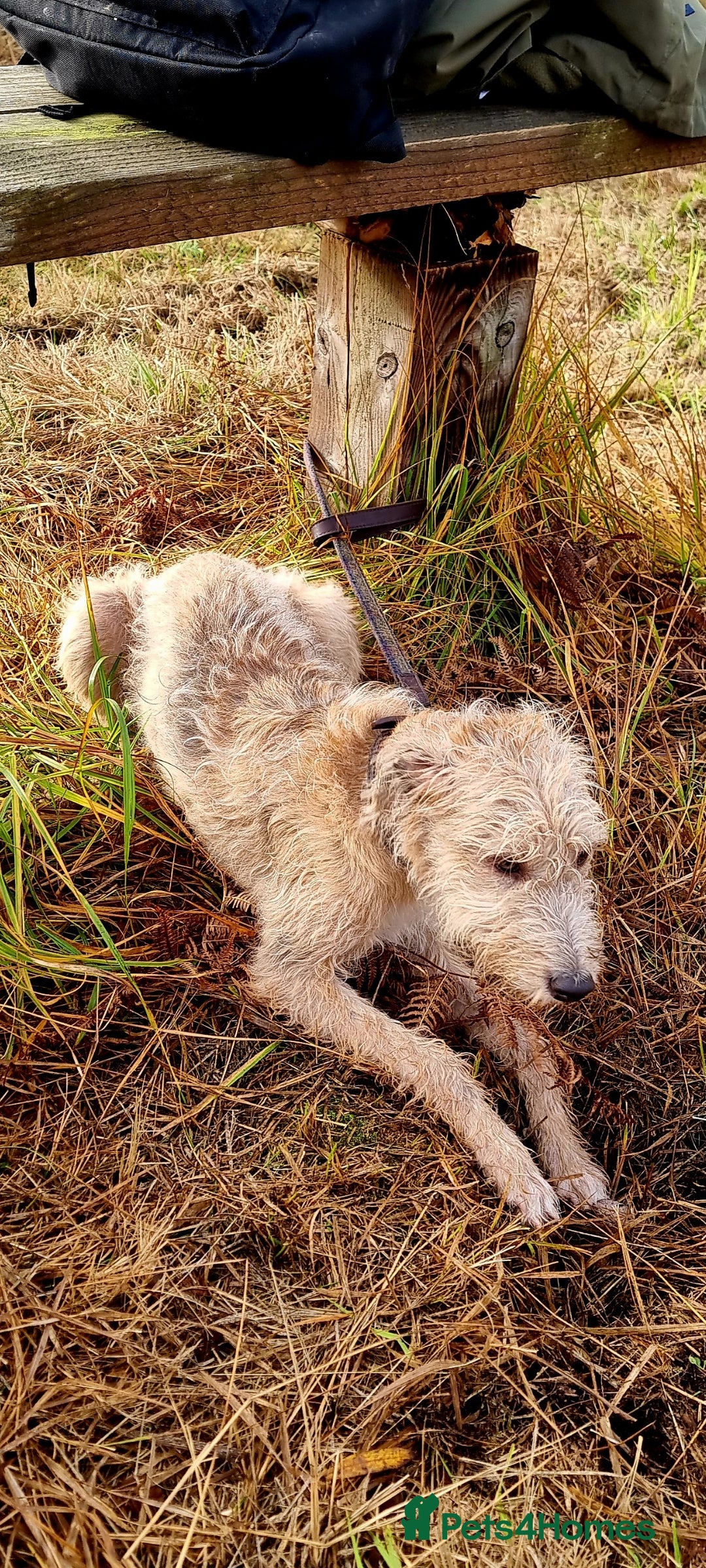 Lurcher dogs for sale: Male bedlington whippet x collie greyhound  - Advert 3