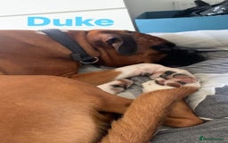 Boxer dogs for sale: A Second Chance for a Gentle Boxer - Advert 25