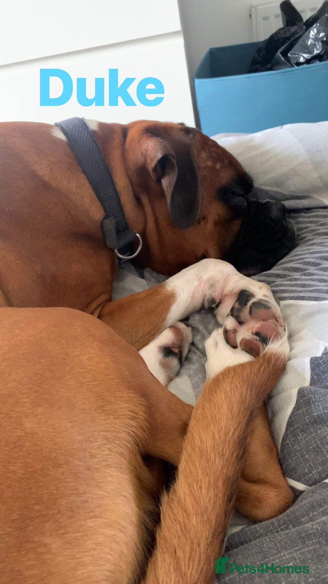 Boxer dogs for sale: A Second Chance for a Gentle Boxer - Advert 25