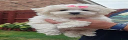 Bichon Frise dogs for sale: KC Bichon Frise ready to go - Advert 3