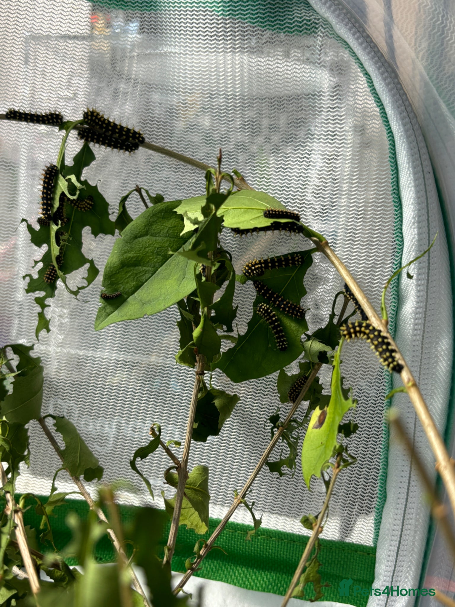 Mixed Breed invertebrates Madagascan bullseye caterpillars - Advert 18