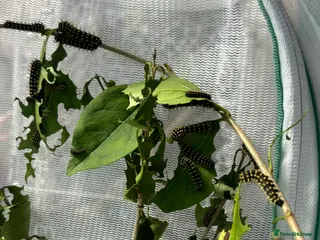 Mixed Breed invertebrates Madagascan bullseye caterpillars - Advert 18