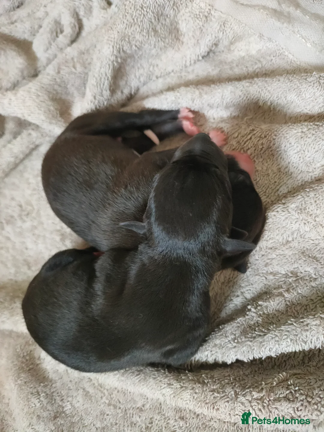 Whippet dogs for sale: Whippet puppies  - Advert 7