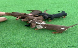Miniature Dachshund dogs for sale: Beautiful miniature Dachshund puppies  - Image 14