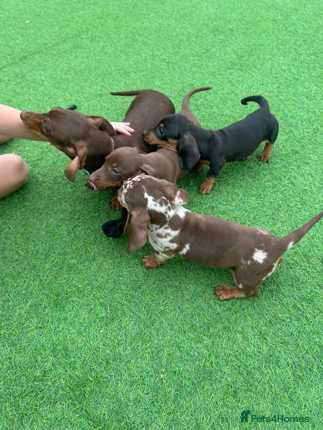 Miniature Dachshund dogs for sale: Beautiful miniature Dachshund puppies  - Image 14
