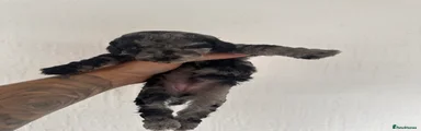 Cockapoo 1