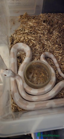 Corn Snake reptiles in Crawley - Advert 13