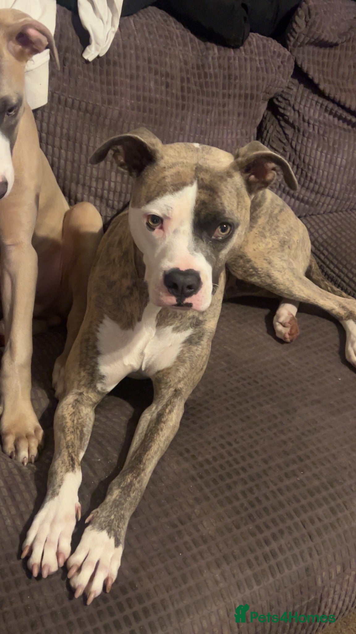 Mixed Breed dogs Vera needs a new home - Advert 12