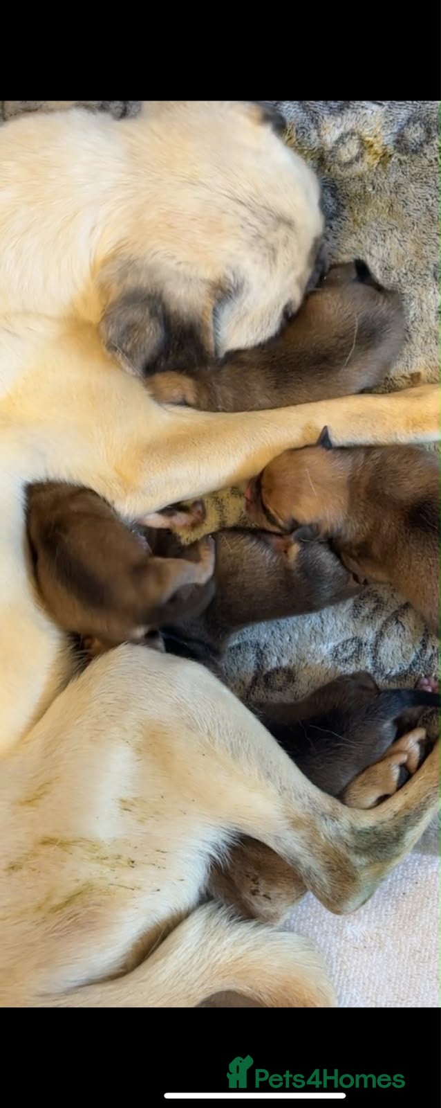 Mixed Breed dogs Pug x Pomeranian - Advert 1