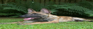 Belgian Shepherd Dog 6