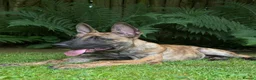 Belgian Shepherd Dog dogs for sale: Dutch Shepherd Puppies - Advert 21