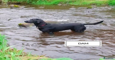 Labrador Retriever dogs - Advert 15