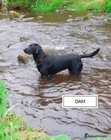 Labrador Retriever dogs - Advert 5