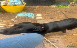 Labrador Retriever dogs for sale: Show type Labrador girl looking for forever home - Image 2