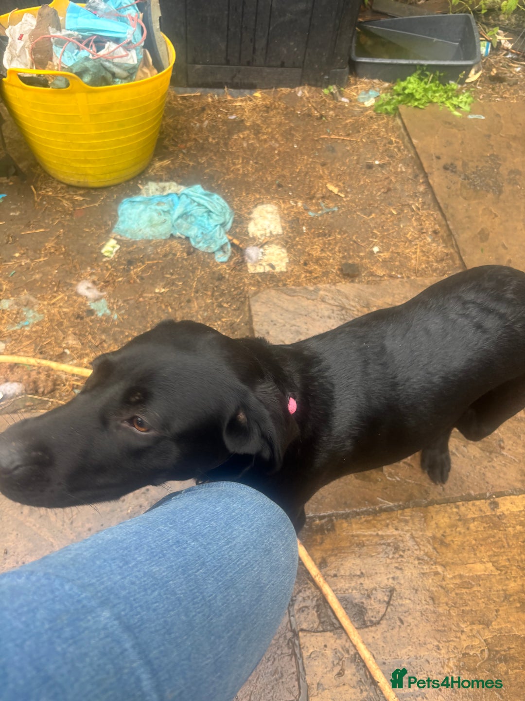 Labrador Retriever dogs for sale: Show type Labrador girl looking for forever home - Image 2