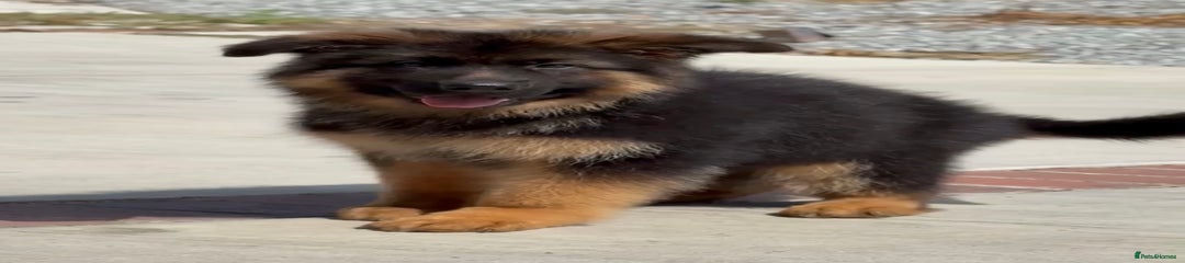 German Shepherd Puppy 5