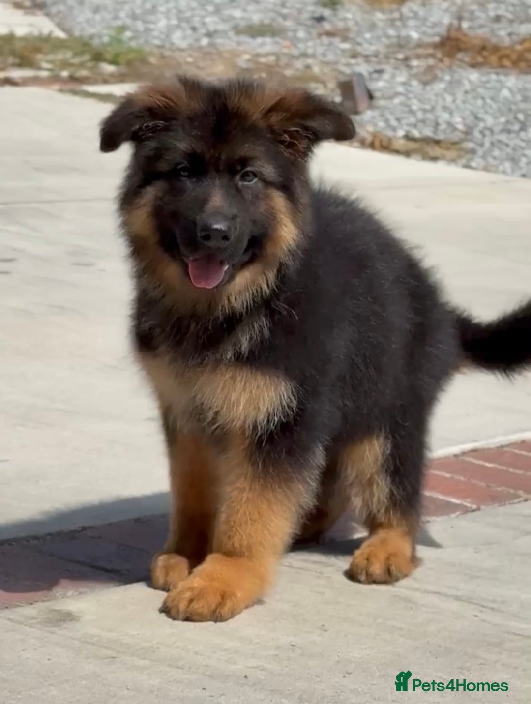German Shepherd dogs for sale: Guardian German Shepherd Dogs!!! - Image 5