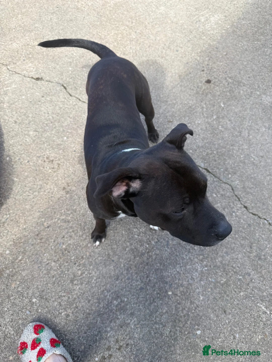 Staffordshire Bull Terrier dogs for stud: Stud dog  - Advert 3