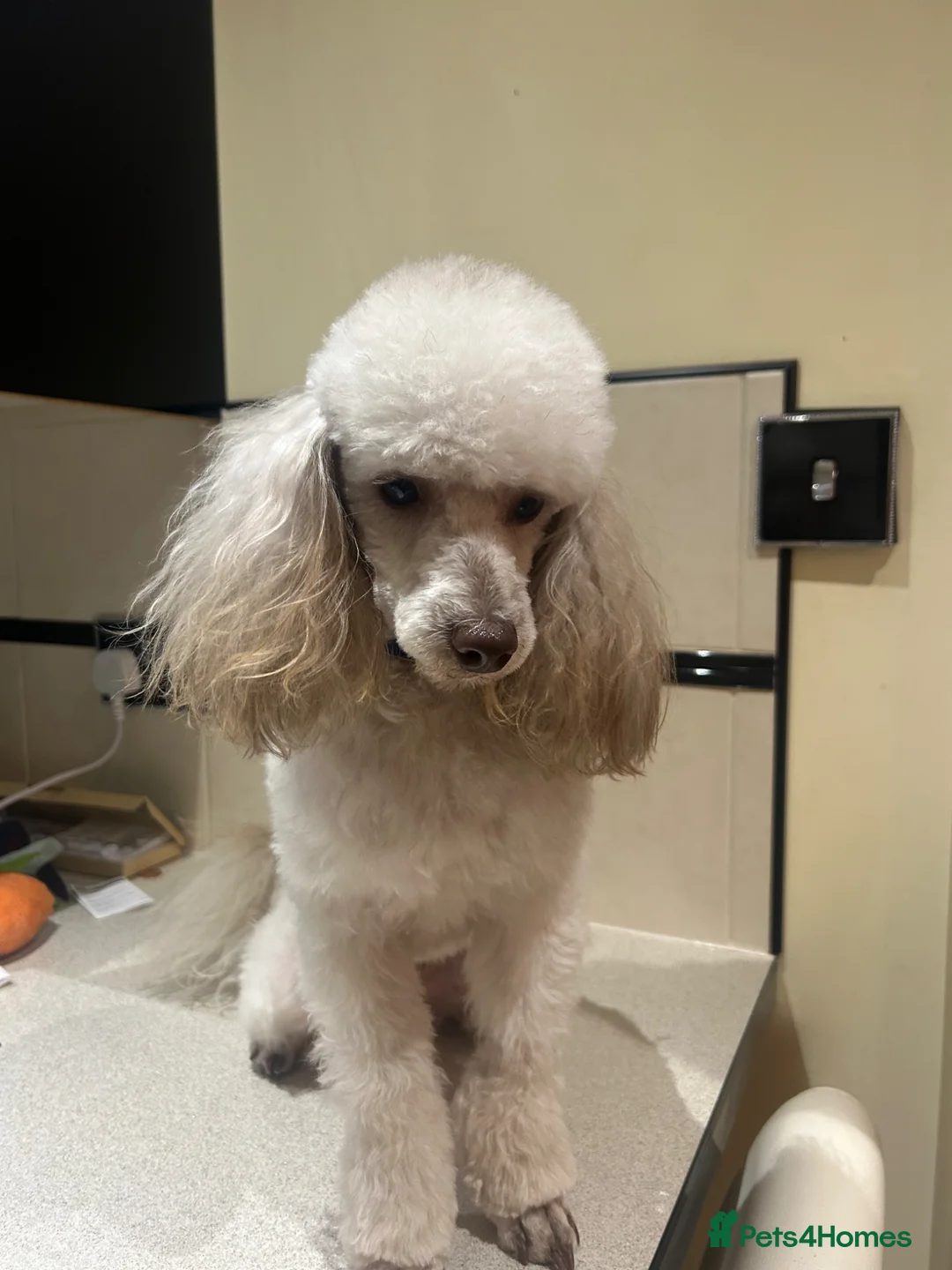 Poodle dogs for stud: KC reg Toy Poodle (Stud) - Advert 2
