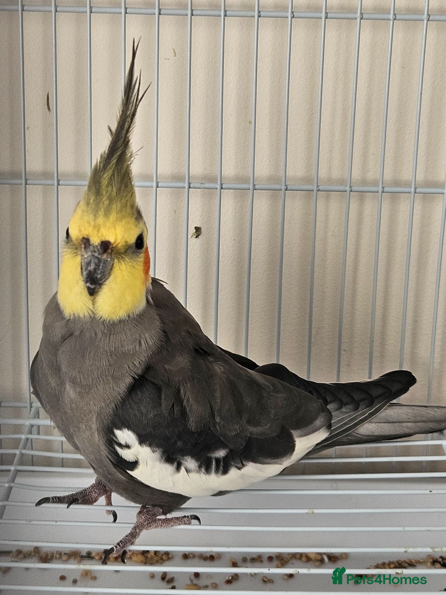Cockatiels birds Male and female cockitel looking for new aviary  - Advert 2
