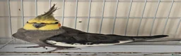 Cockatiels birds for sale: Male and female cockitel looking for new aviary  - Advert 1