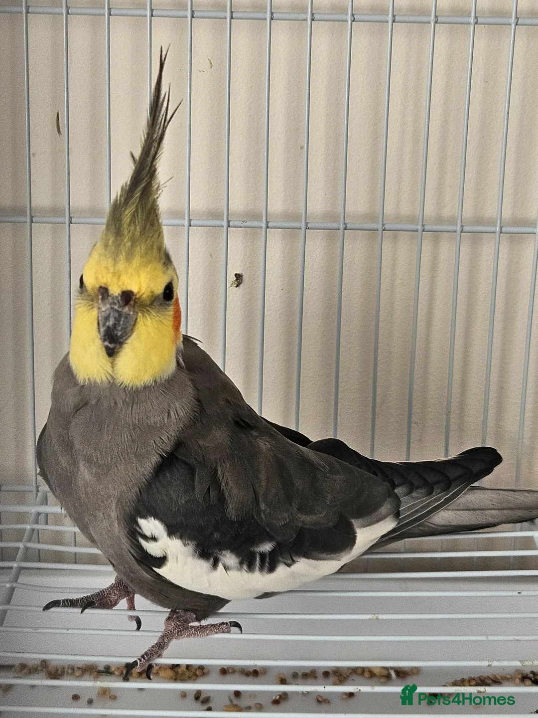 Cockatiels birds for sale: Male and female cockitel looking for new aviary  - Advert 1