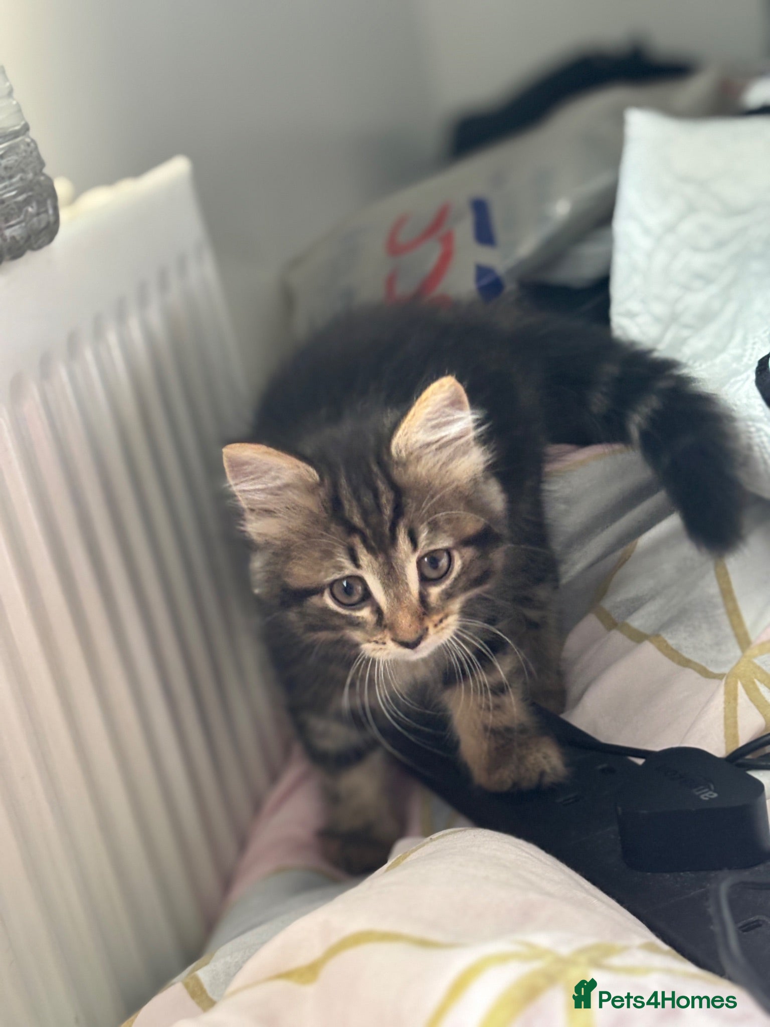 Mixed Breed cats 4 Domestic Shorthair Kittens - Advert 12