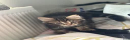 Mixed Breed cats for sale: 4 Domestic Shorthair Kittens in Southall - Advert 1