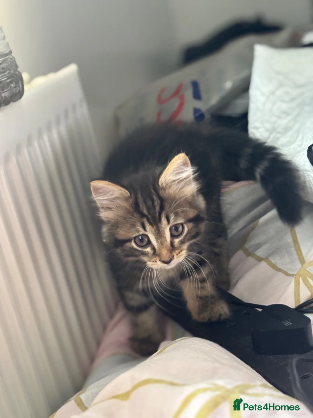 Mixed Breed cats for sale: 4 Domestic Shorthair Kittens in Southall - Advert 1