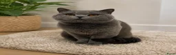 British Shorthair cats for stud: GCCF Active Registered Stud  - Advert 2