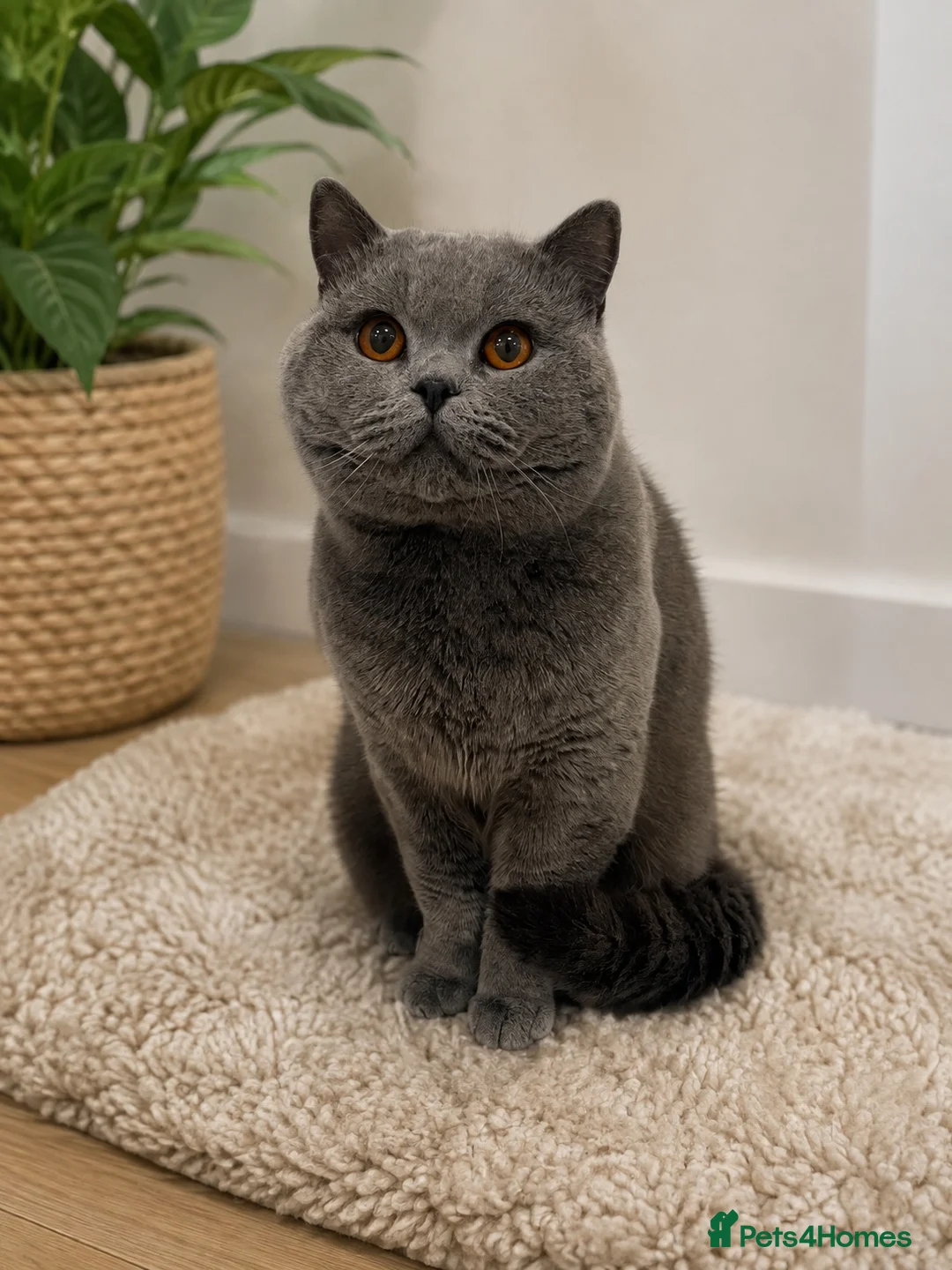 British Shorthair cats for stud: GCCF Active Registered Stud  - Advert 2