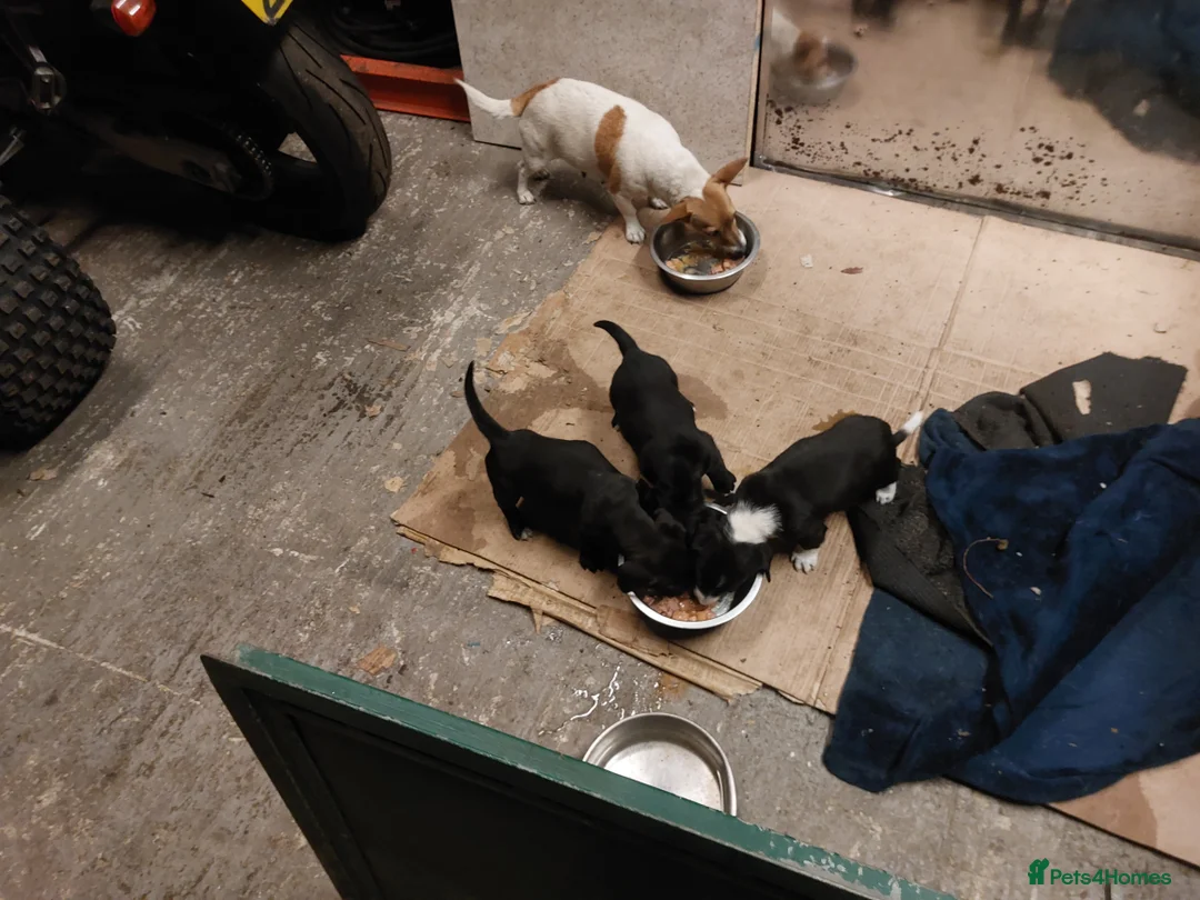 Mixed Breed dogs for sale: Jack Russell pups  - Advert 1