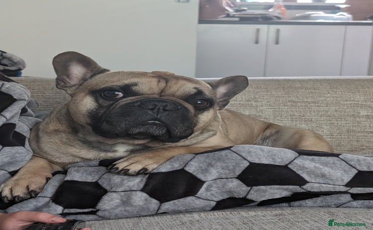 French Bulldog dogs - Advert 8