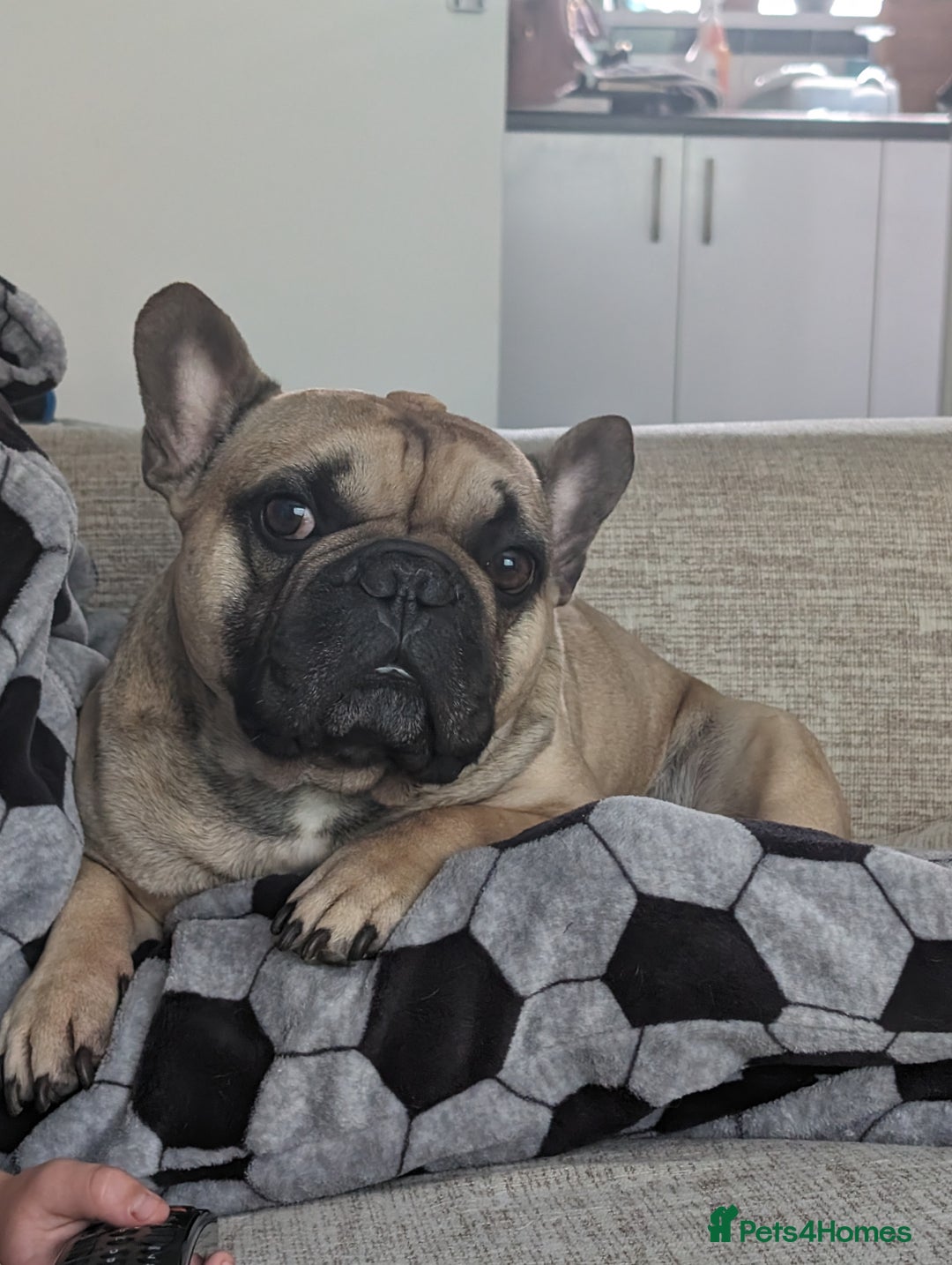 French Bulldog dogs for sale: 5 year old Frenchie  - Image 1
