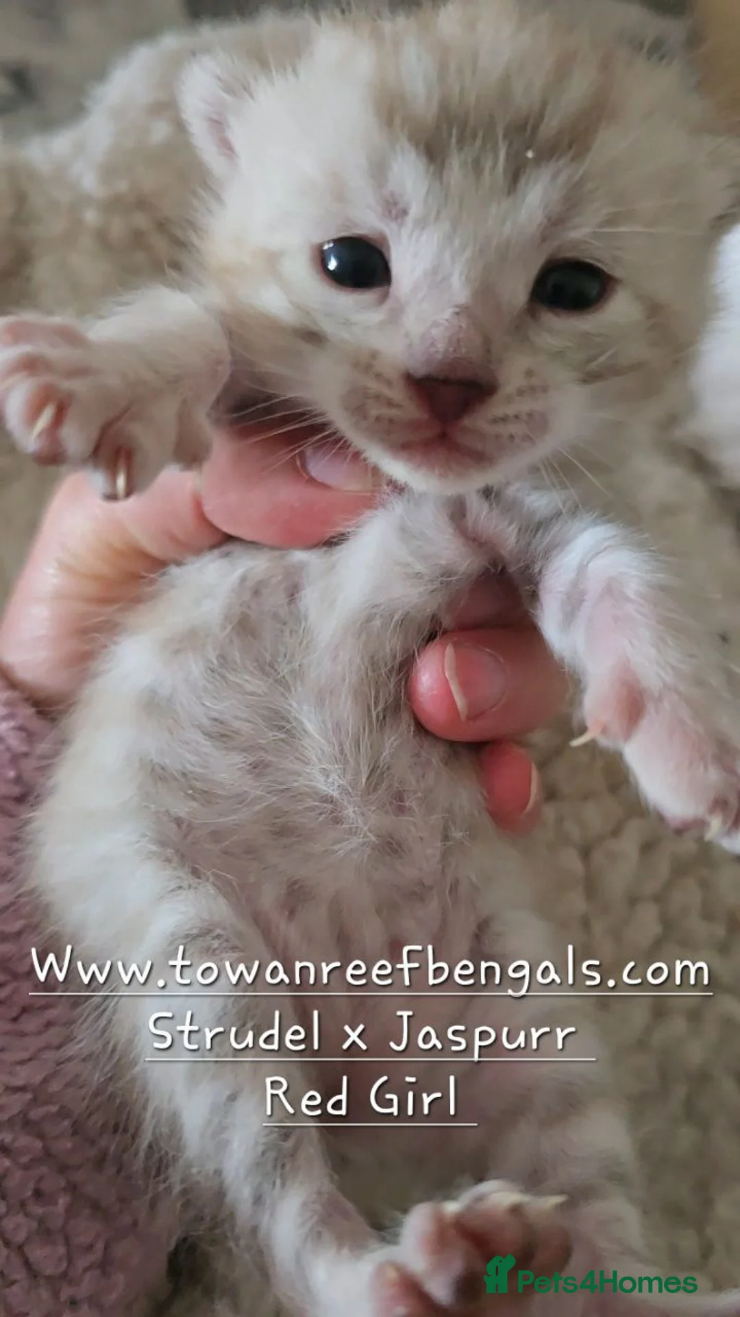 Bengal cats for sale: Silver snow mink Tica registered bengal kittens  - Advert 7