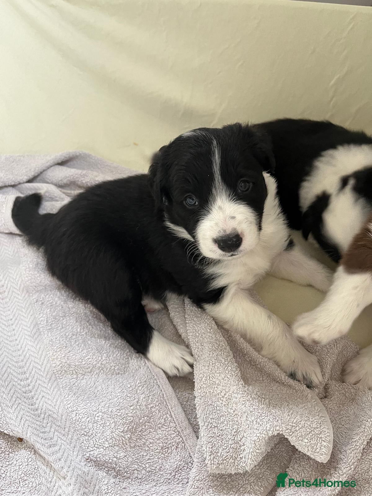 Border Collie dogs Cornmill Farm Border Collies  - Advert 6