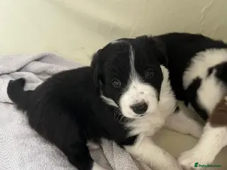 Border Collie dogs Cornmill Farm Border Collies - Advert 6