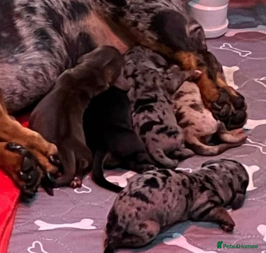 Miniature Dachshund dogs for stud: Chocolate & Tan (carries long) Stud in Dalry - Image 14
