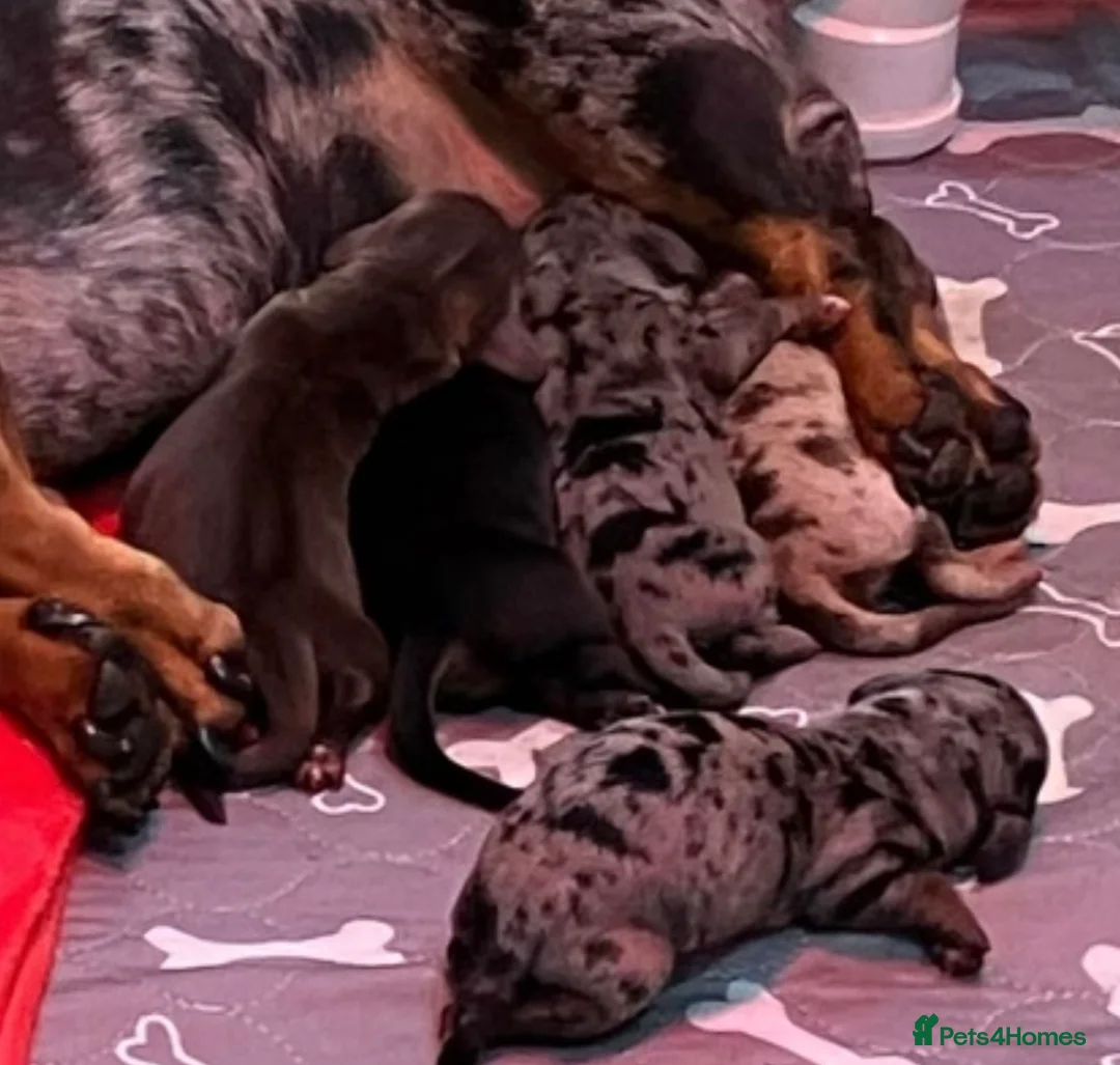 Miniature Dachshund dogs for stud: Chocolate & Tan (carries long) Stud in Dalry - Advert 14