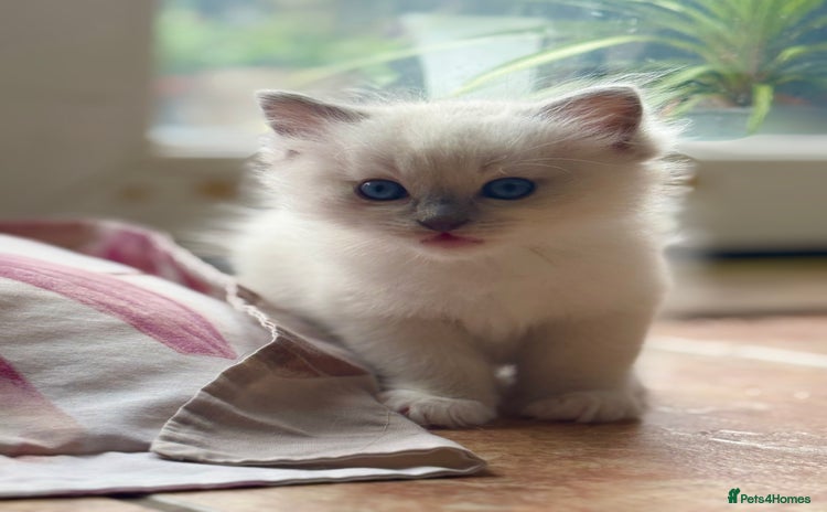 Ragdoll cats - Advert 2