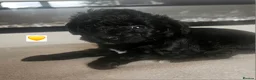 Schnoodle dogs for sale: 🐶 F2 Schnoodles looking for their loving Homes 🐶 in Romford - Advert 13
