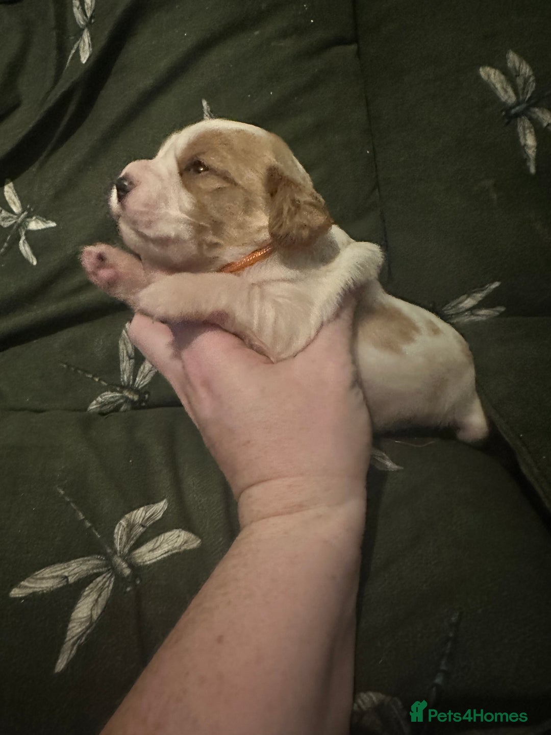 Cockalier dogs for sale: Cockalier puppies  - Advert 2